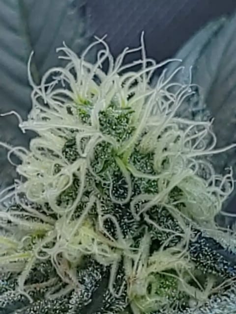 gusher — flower, day 107