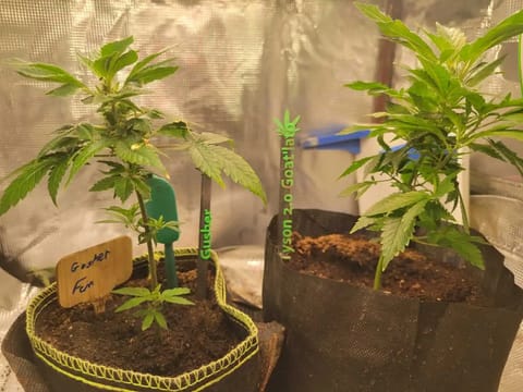 clones — vegetative, day 1