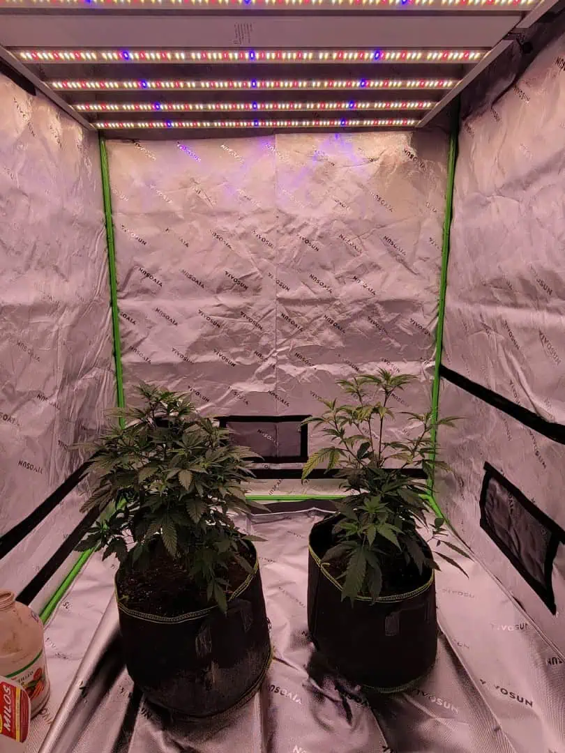 clones — vegetative, day 30