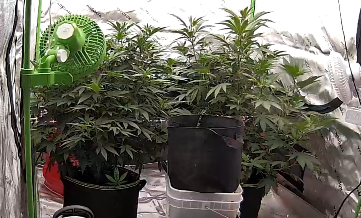 clones — vegetative, day 44