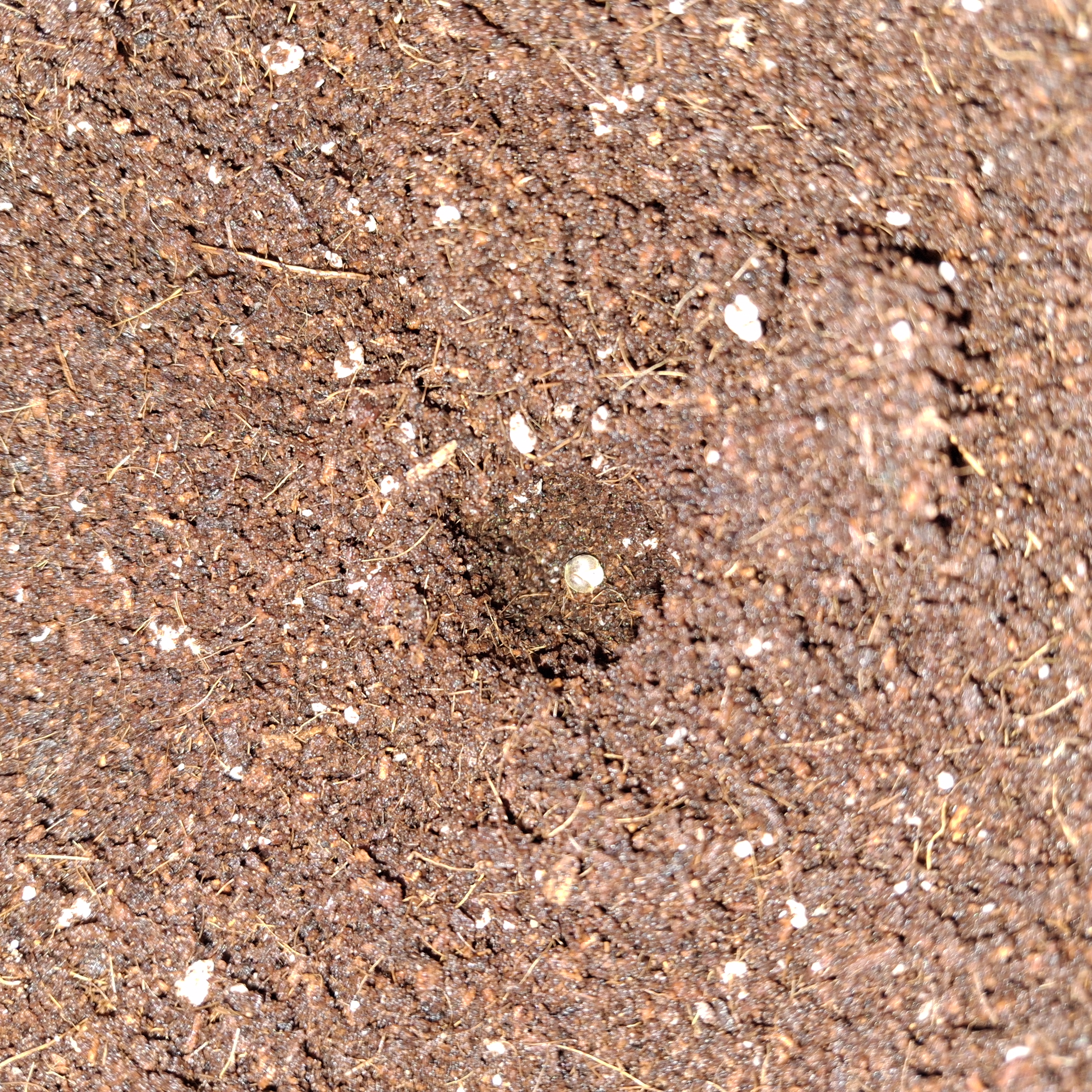 Purple Punch Auto RQS — germination, day 2