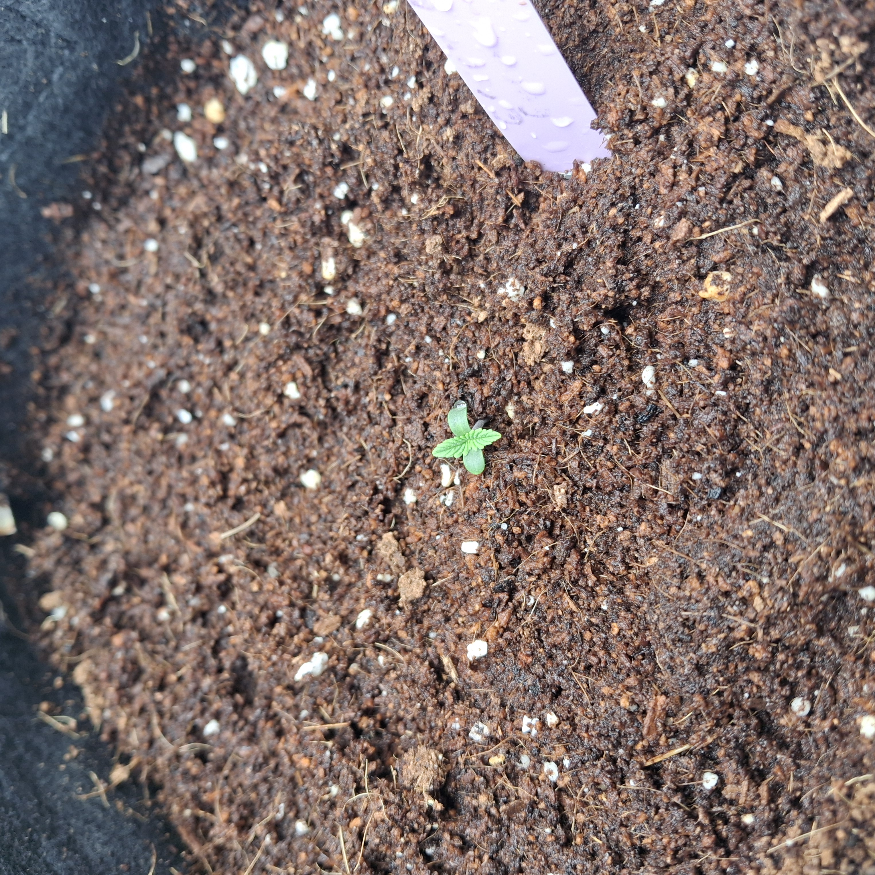 Purple Punch Auto RQS — seedling_rooting, day 6