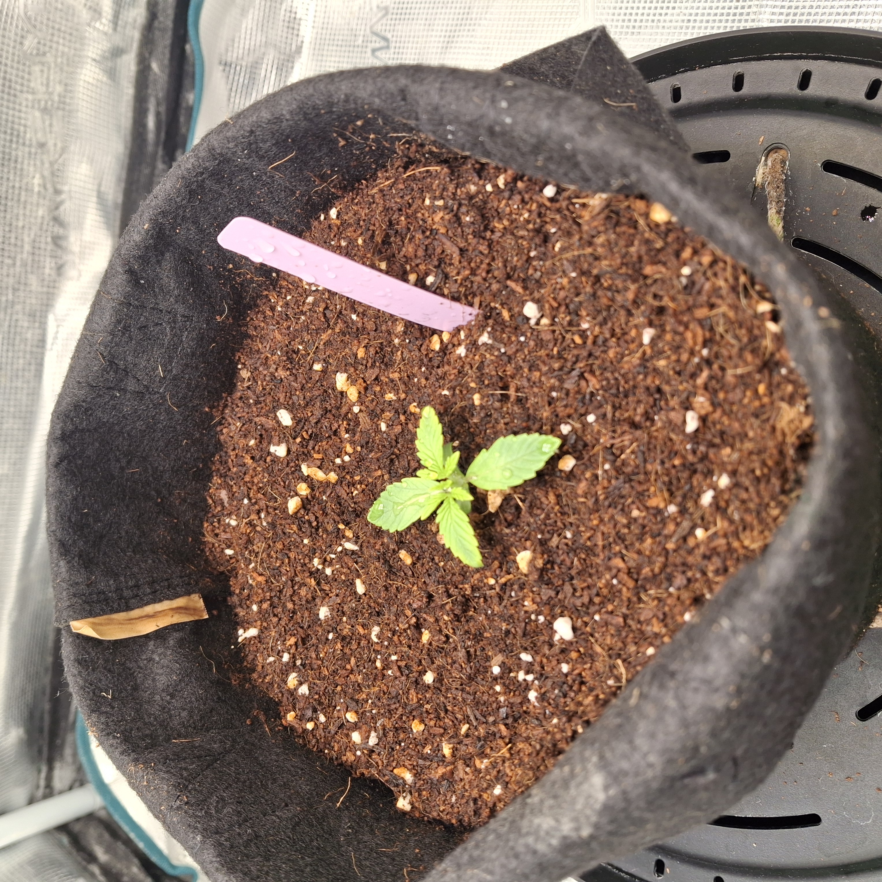 Purple Punch Auto RQS