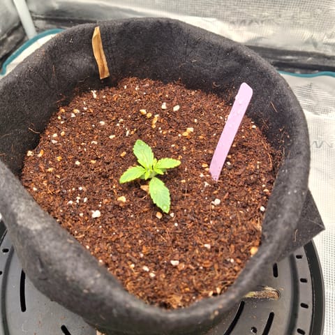 Purple Punch Auto RQS