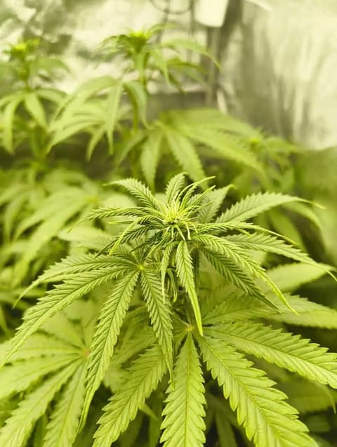 Special Kush210 — flower, day 1