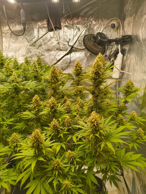 Special Kush210 — flower, day 36