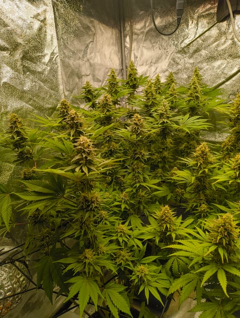 Special Kush210 — flower, day 36