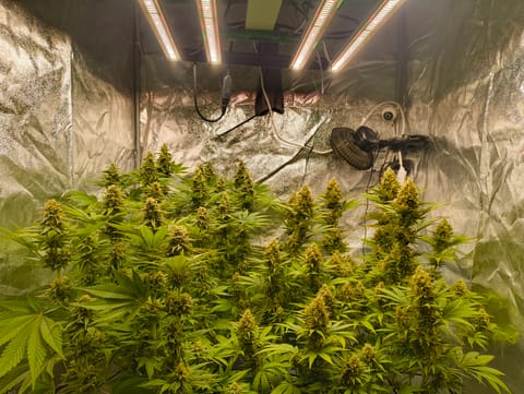 Special Kush210 — flower, day 36