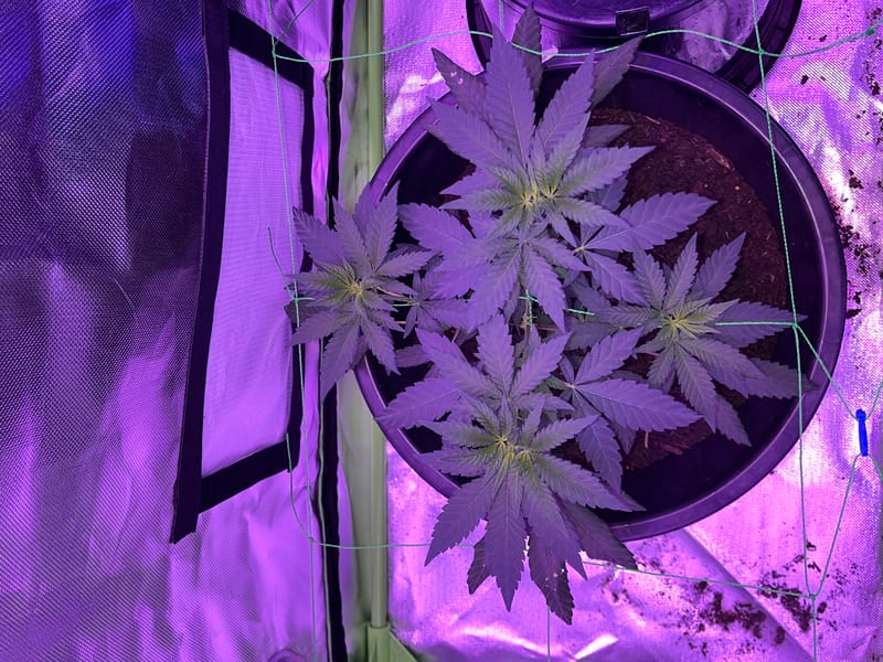 megatron og indoor