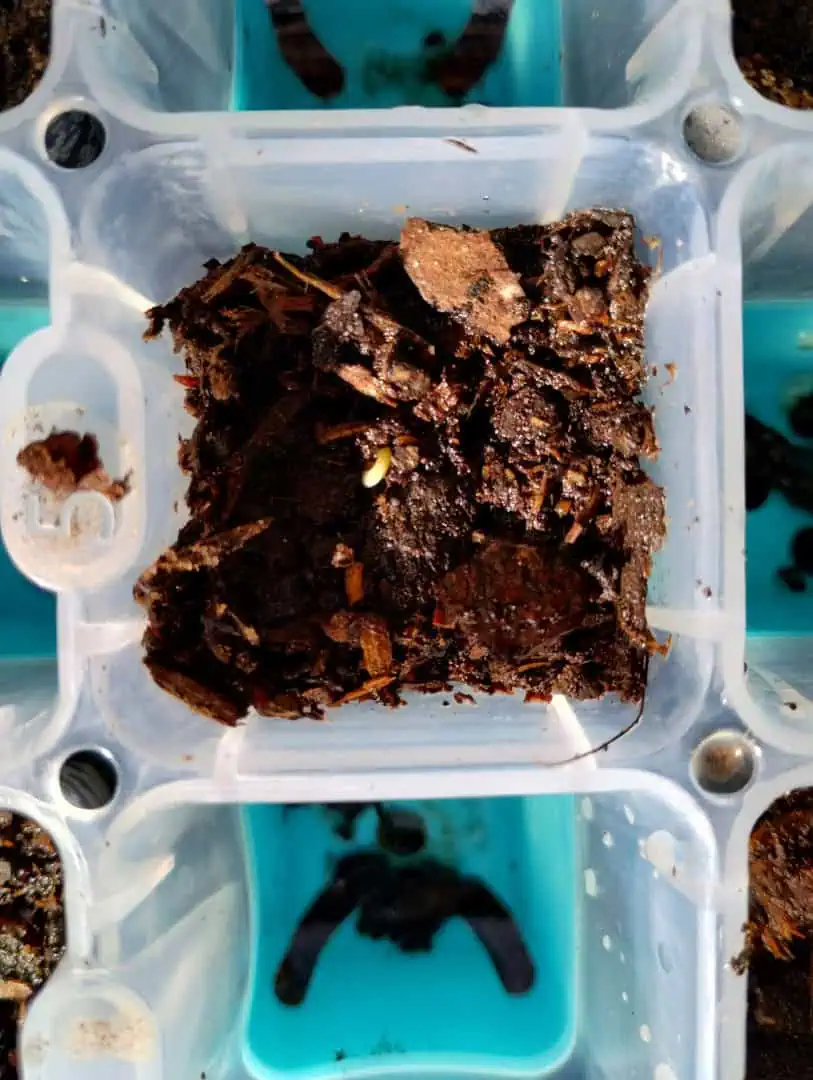 Epsilon F1 - #2 — germination, day 6