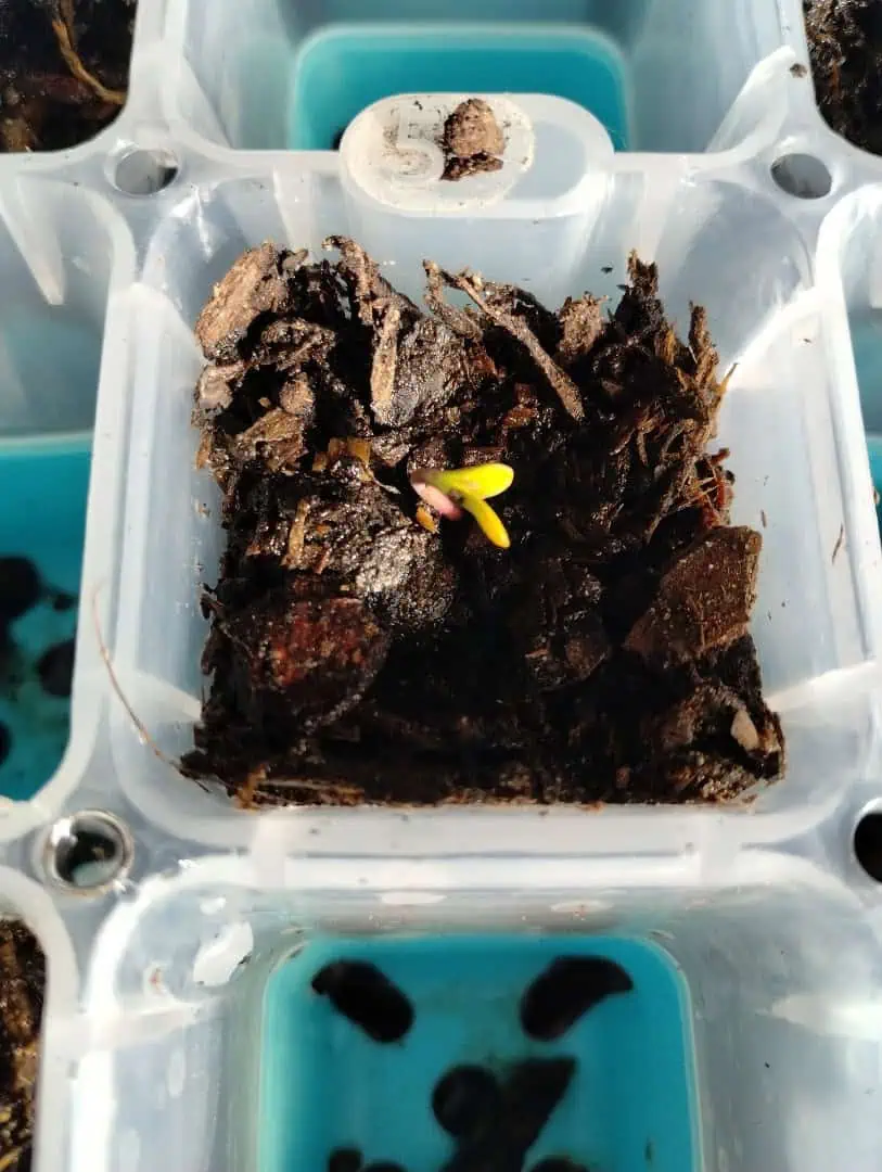 Epsilon F1 - #2 — germination, day 7