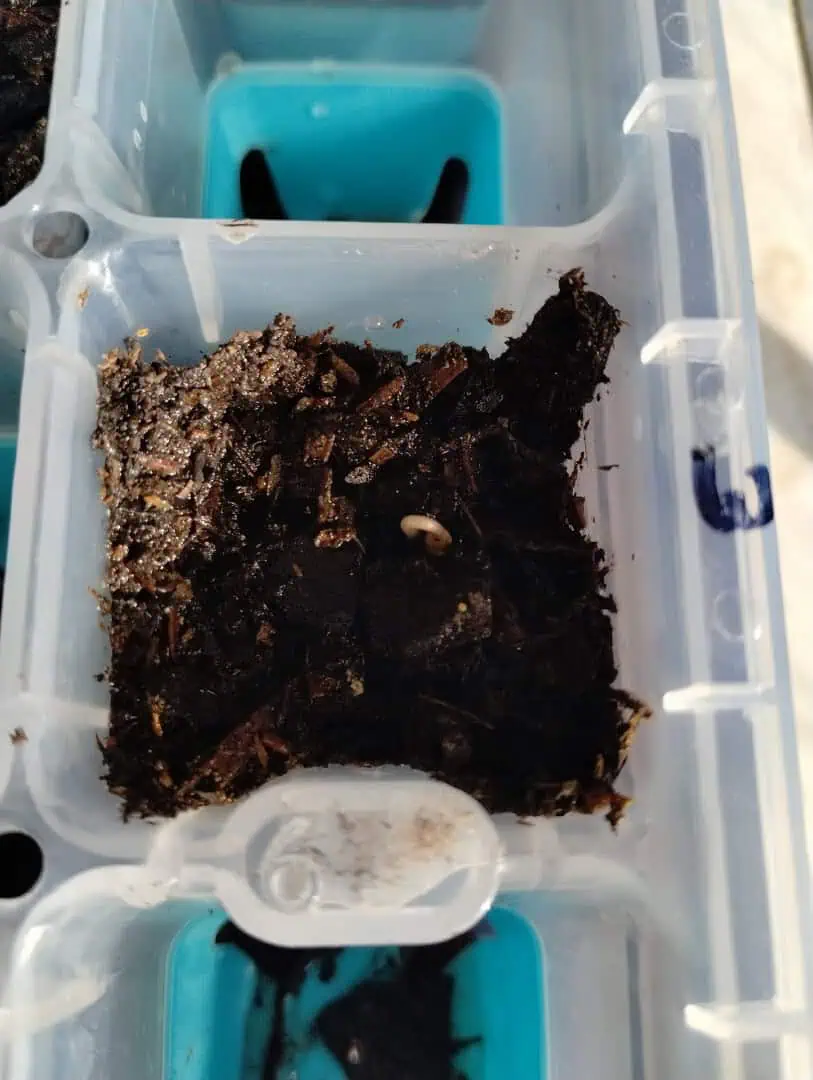 watermelon A-3 — germination, day 7
