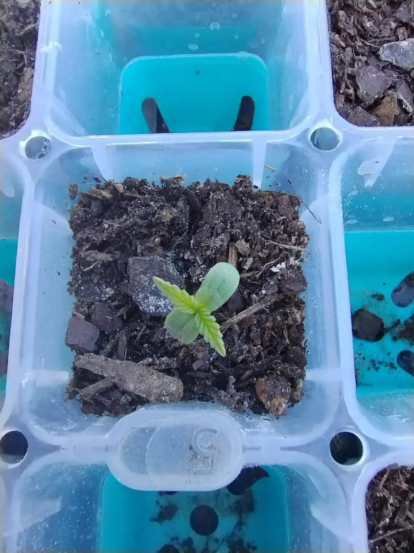 Epsilon F1 - #2 — seedling_rooting, day 12