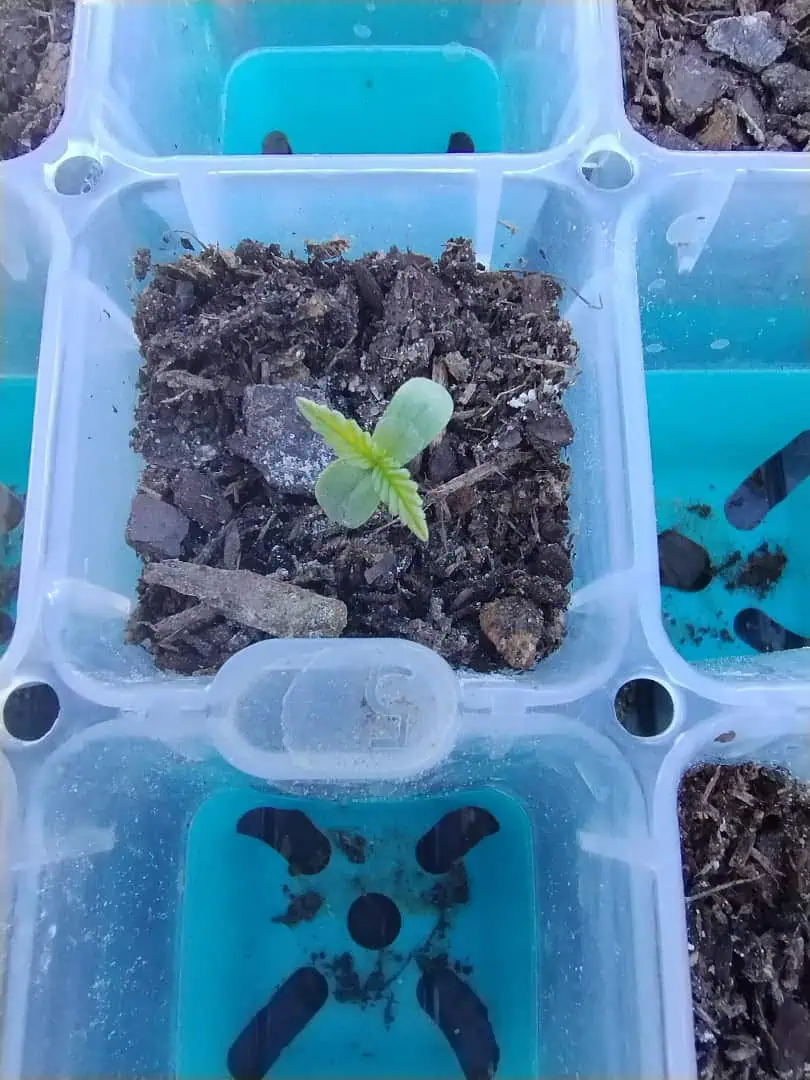 Epsilon F1 - #2 — seedling_rooting, day 12