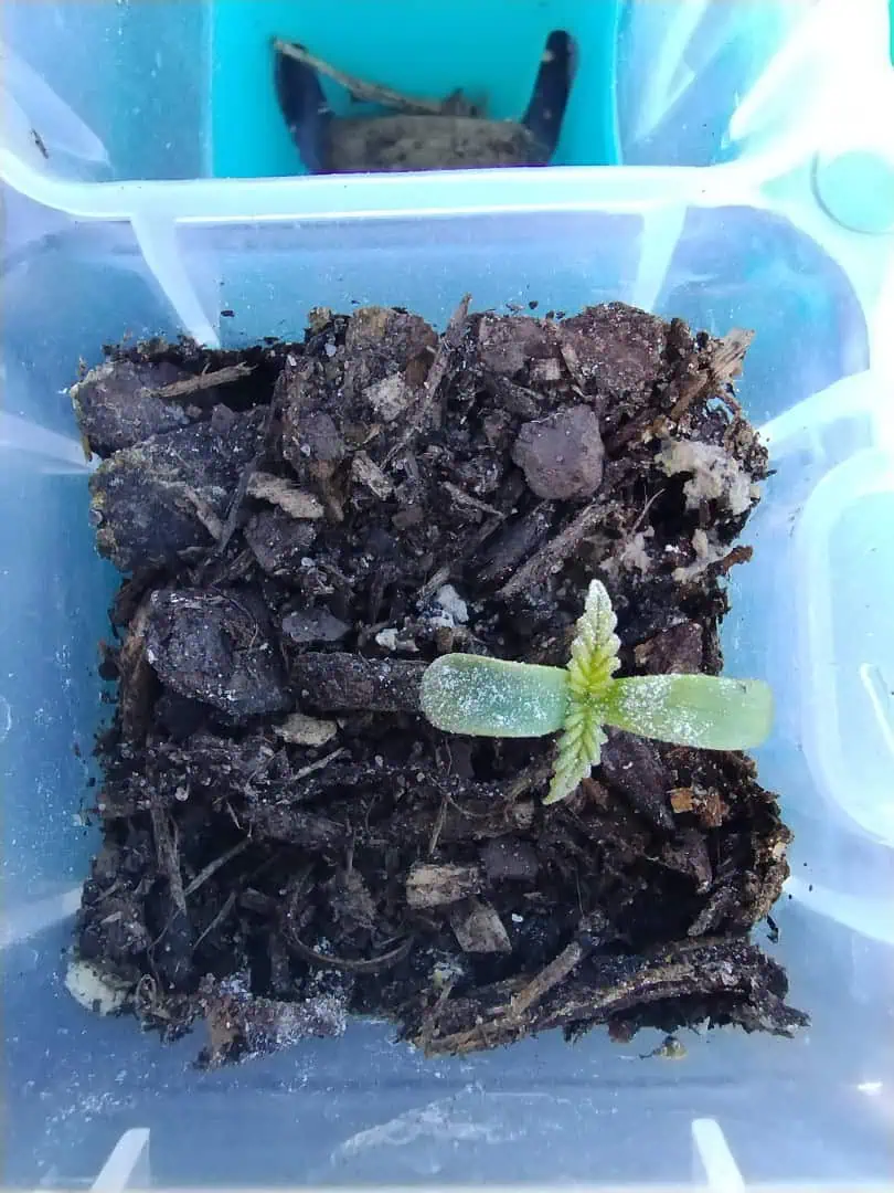 Special Queen 1-  1c — seedling_rooting, day 12