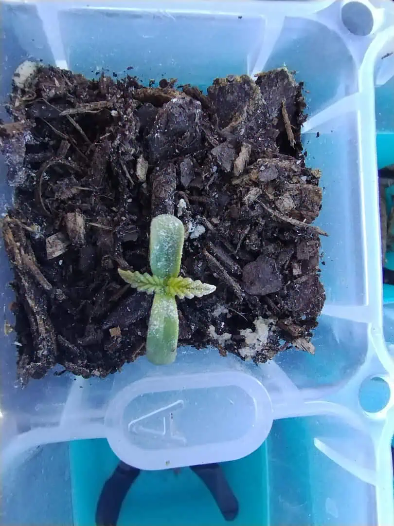 Special Queen 1-  1c — seedling_rooting, day 12