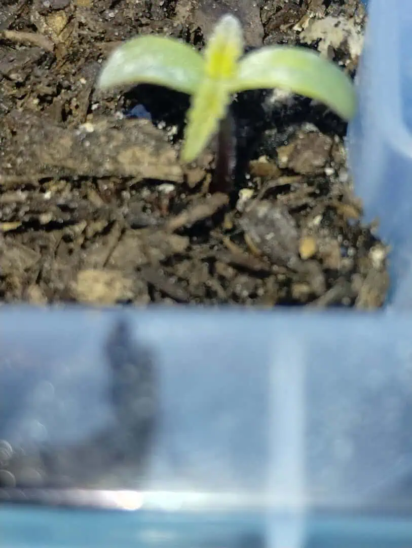 Special Queen 1-  1c — seedling_rooting, day 12