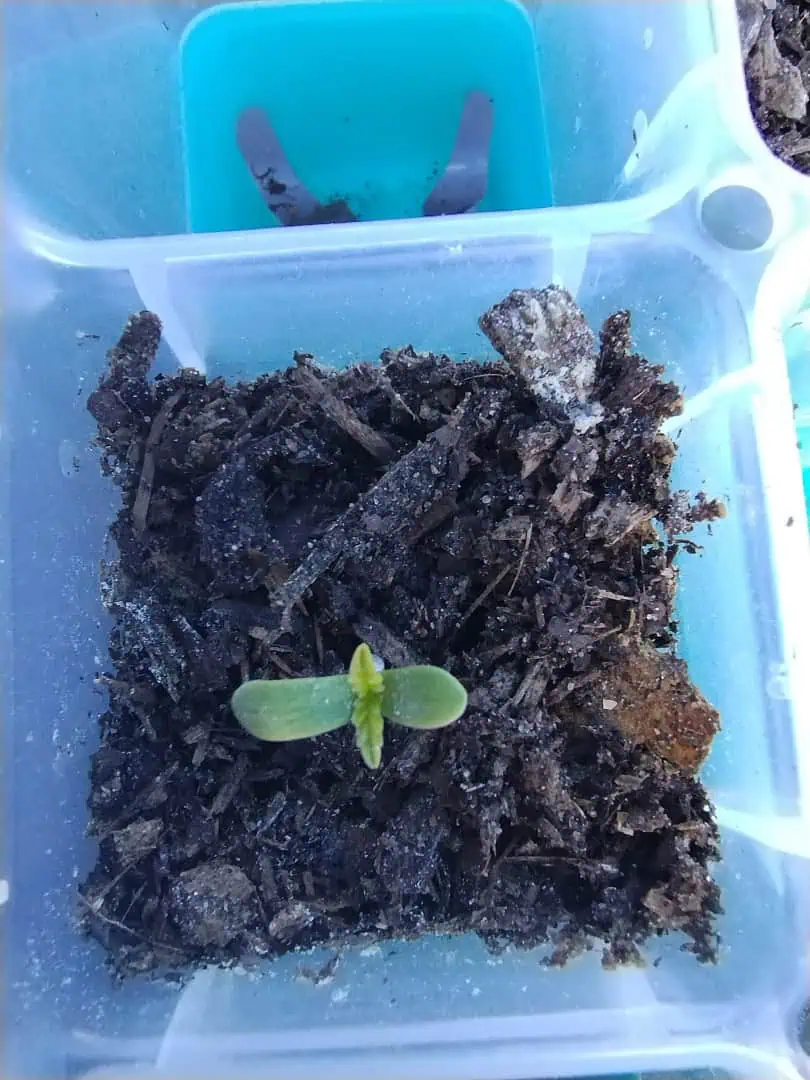 OG Kush. A5 — seedling_rooting, day 12