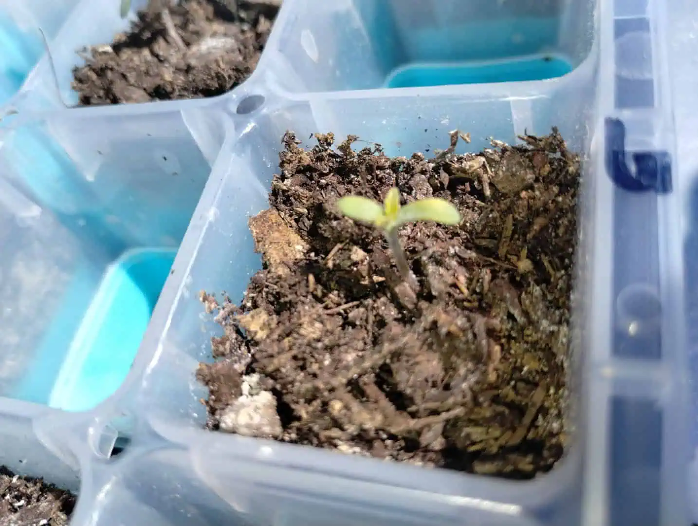 OG Kush. A5 — seedling_rooting, day 12