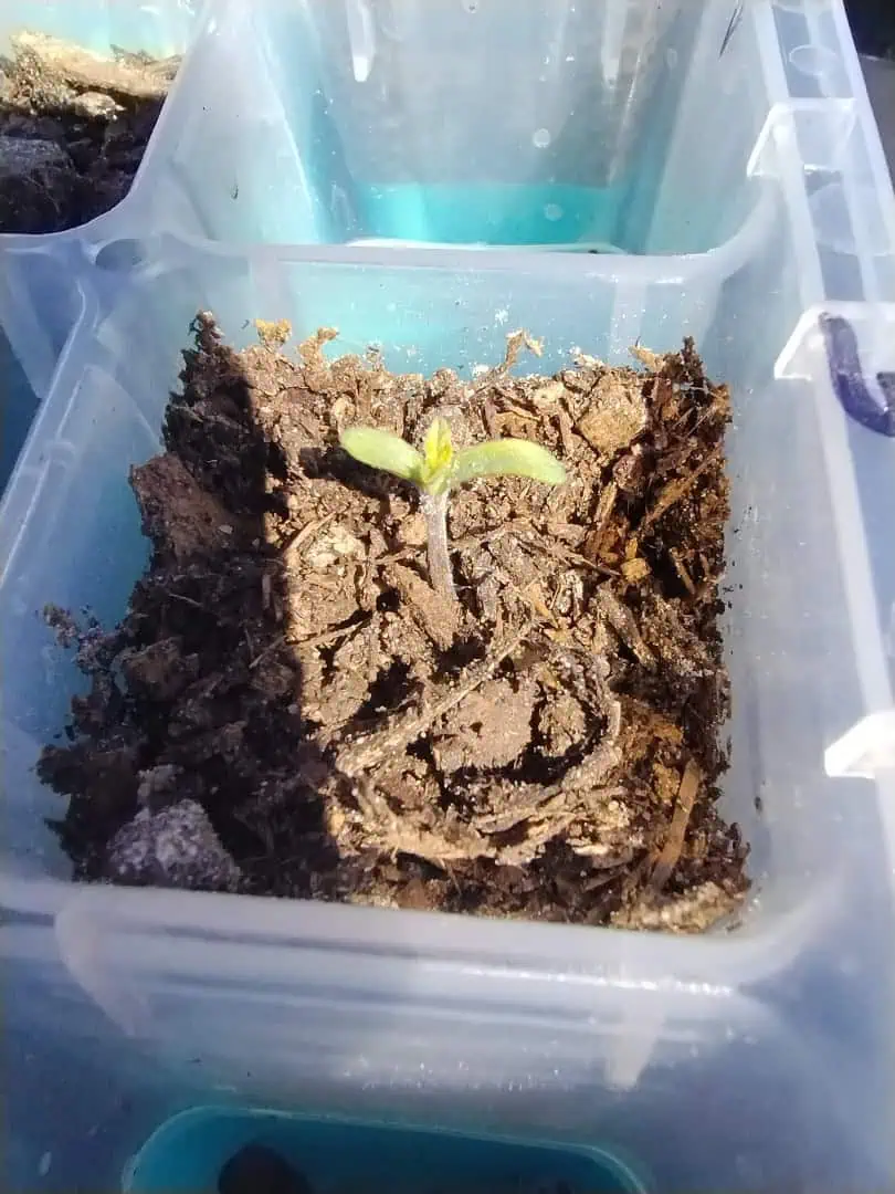 OG Kush. A5 — seedling_rooting, day 12