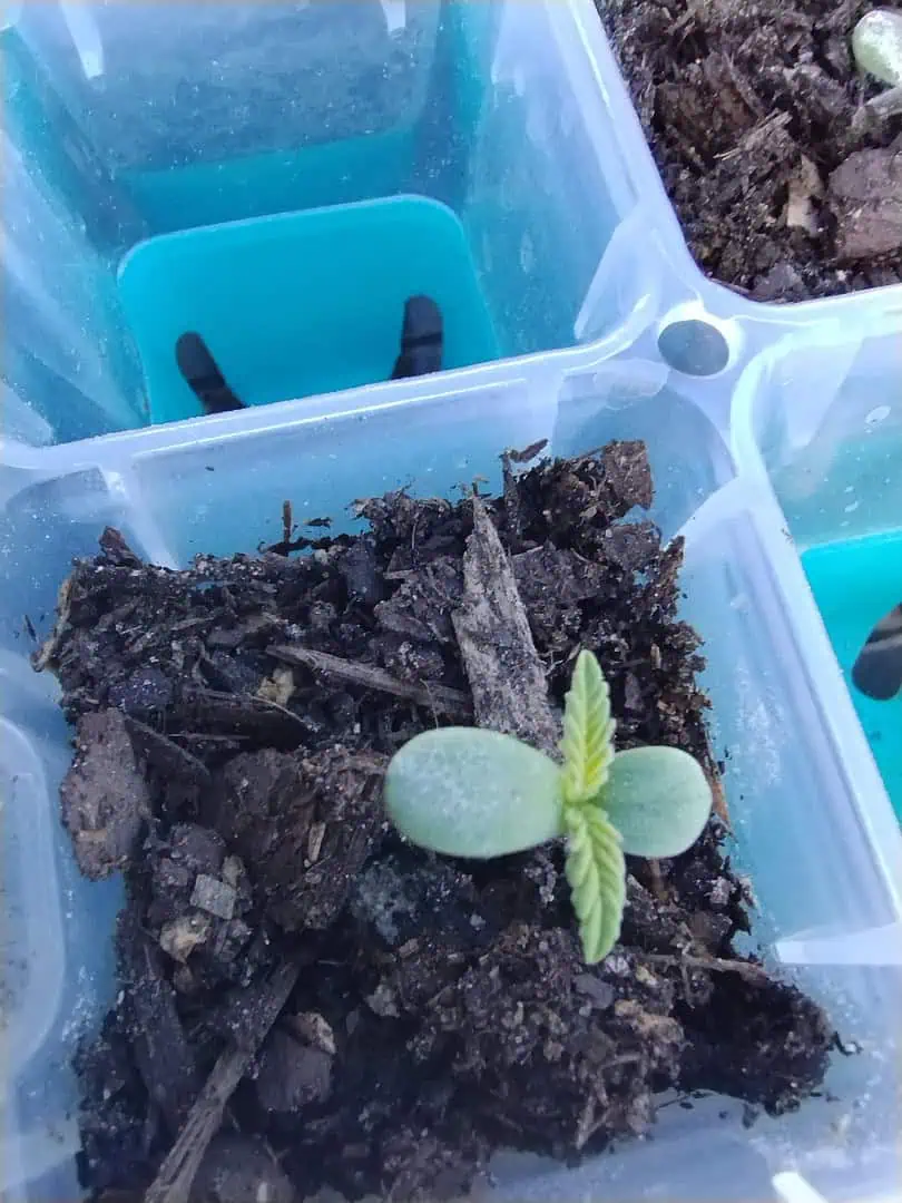 watermelon A-3 — seedling_rooting, day 12