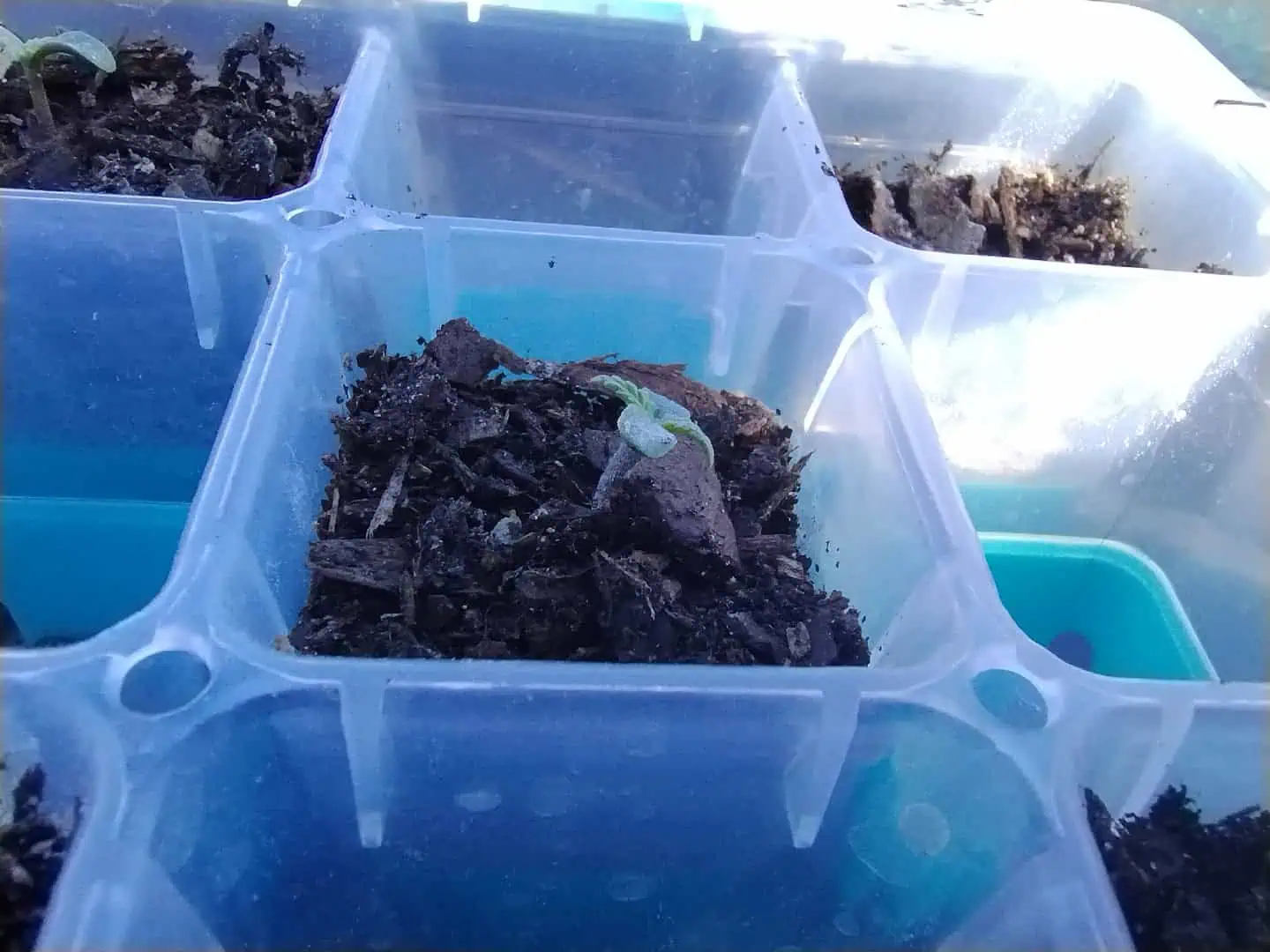 watermelon A-3 — seedling_rooting, day 12