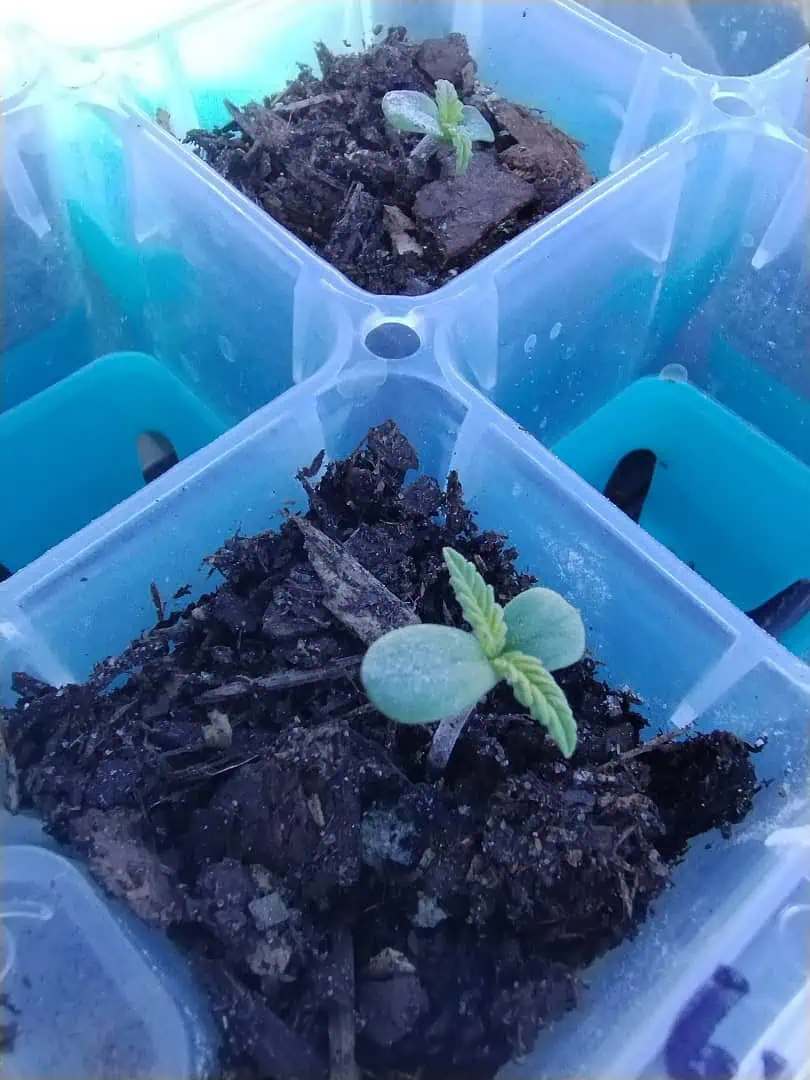 watermelon A-3 — seedling_rooting, day 12