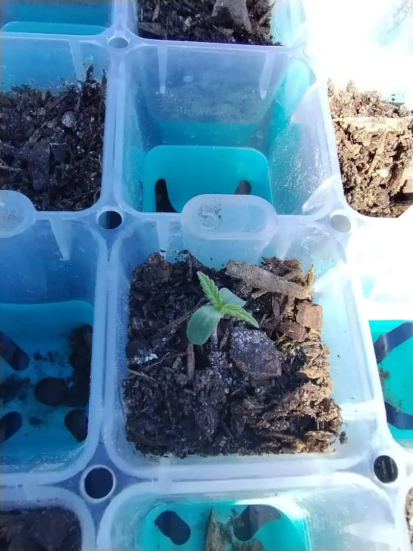 F1 HYBRID.   #1 — seedling_rooting, day 12