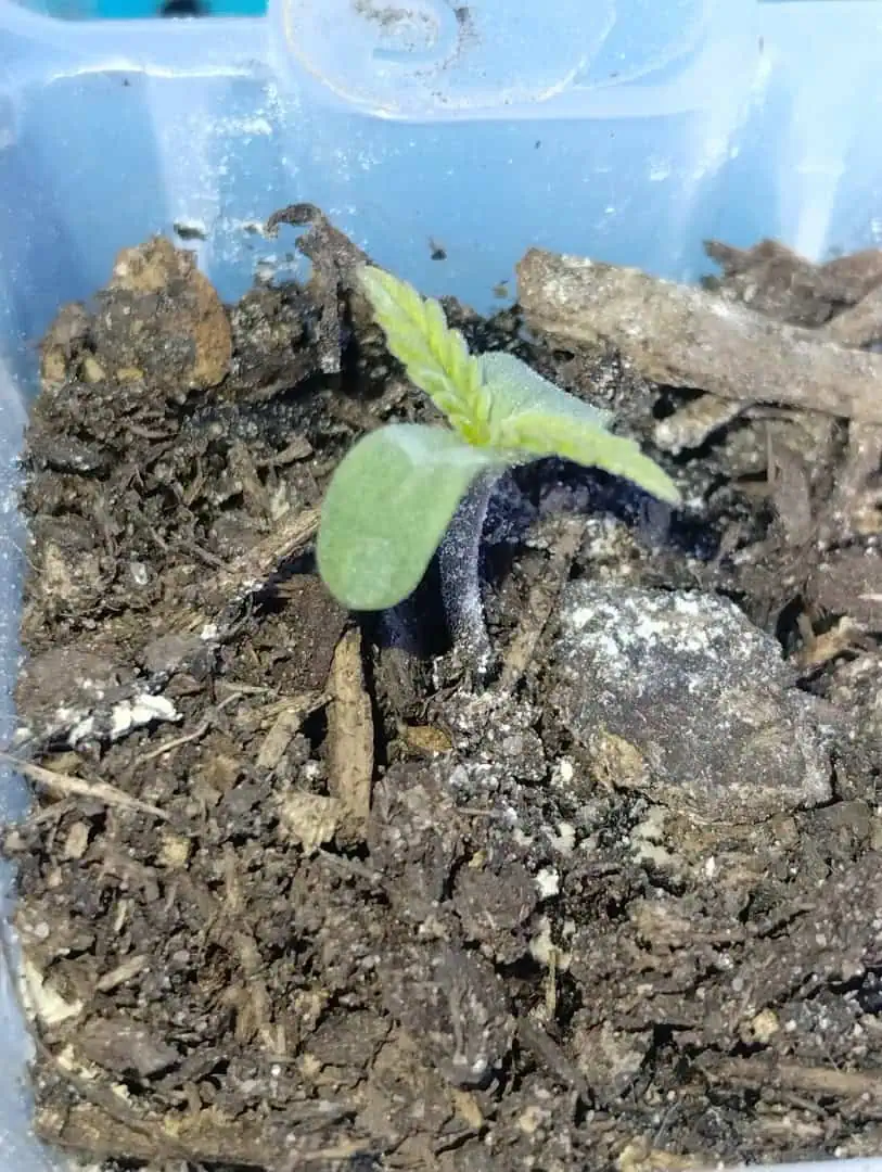 F1 HYBRID.   #1 — seedling_rooting, day 12