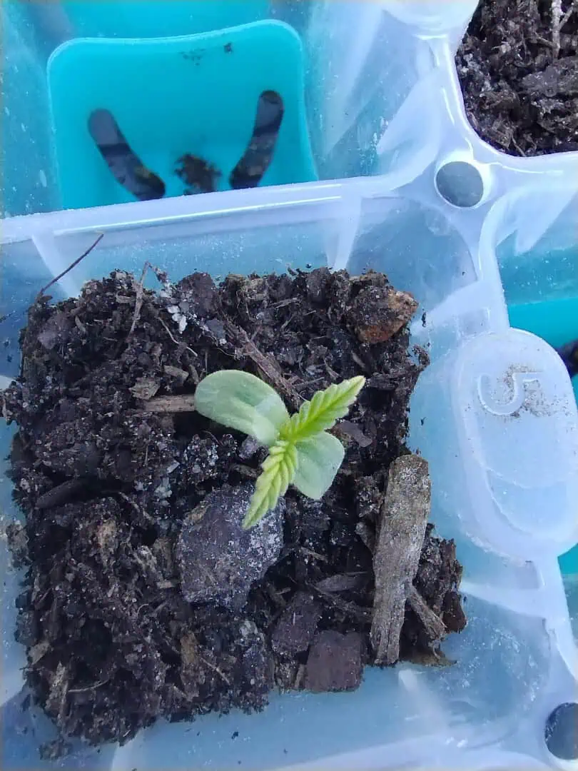 F1 HYBRID.   #1 — seedling_rooting, day 12