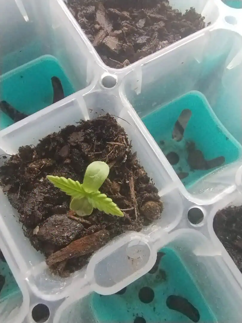 F1 HYBRID.   #1 — seedling_rooting, day 15