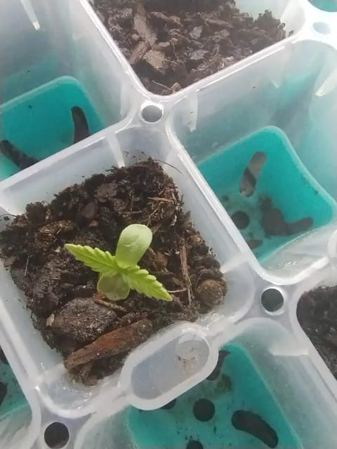 F1 HYBRID.   #1 — seedling_rooting, day 15