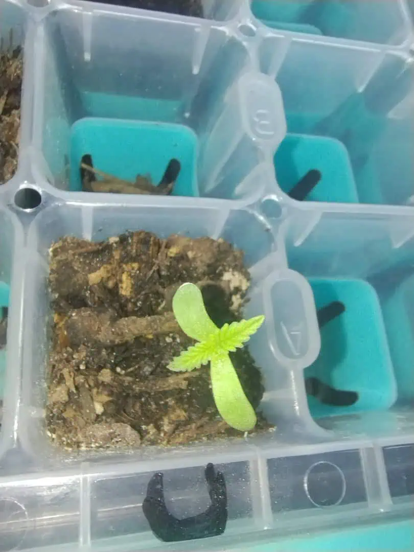 Special Queen 1-  1c — seedling_rooting, day 15