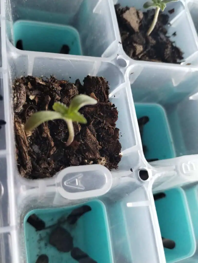 Special Queen 1-  1c — seedling_rooting, day 15