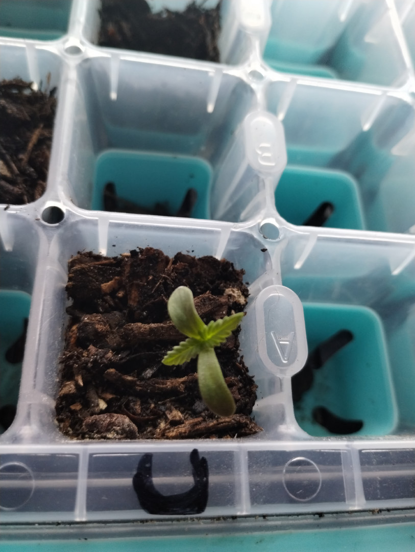 Special Queen 1-  1c — seedling_rooting, day 15