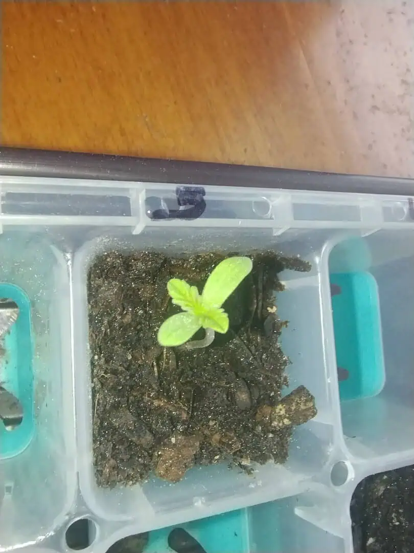 OG Kush. A5 — seedling_rooting, day 15