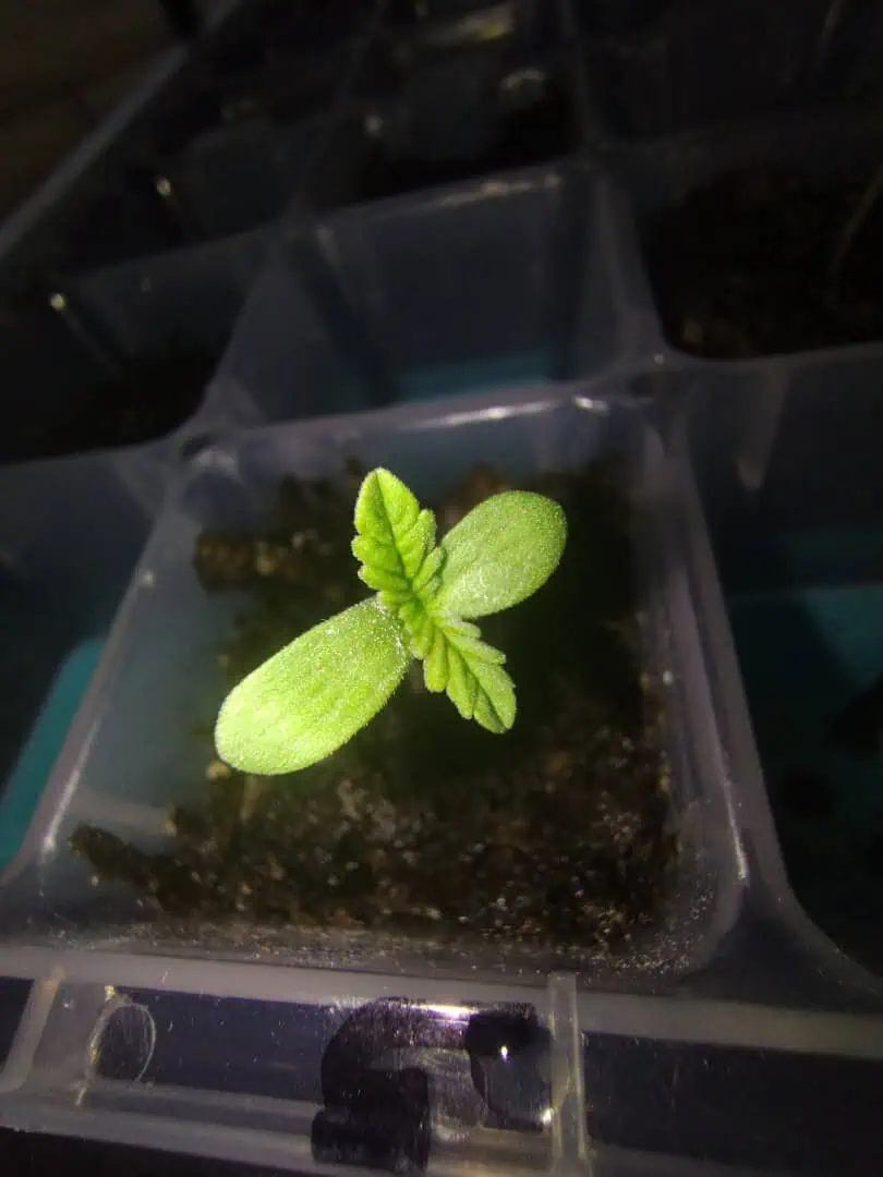 OG Kush. A5 — seedling_rooting, day 15