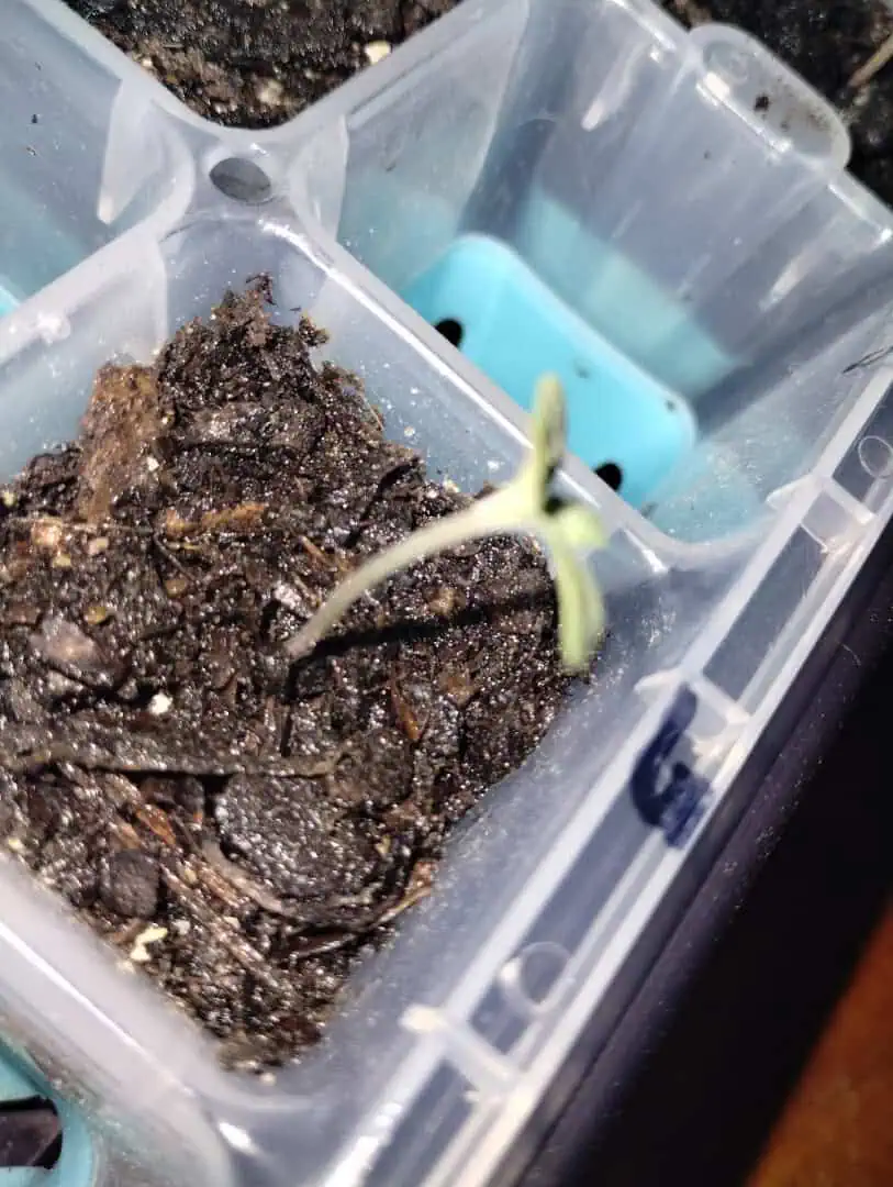 OG Kush. A5 — seedling_rooting, day 15