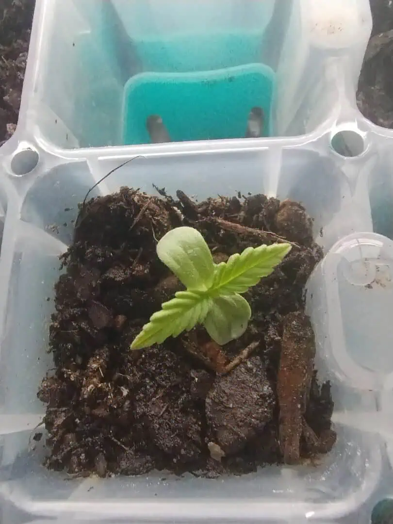 Epsilon F1 - #2 — seedling_rooting, day 15