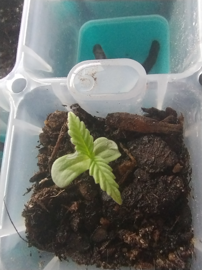 Epsilon F1 - #2 — seedling_rooting, day 15