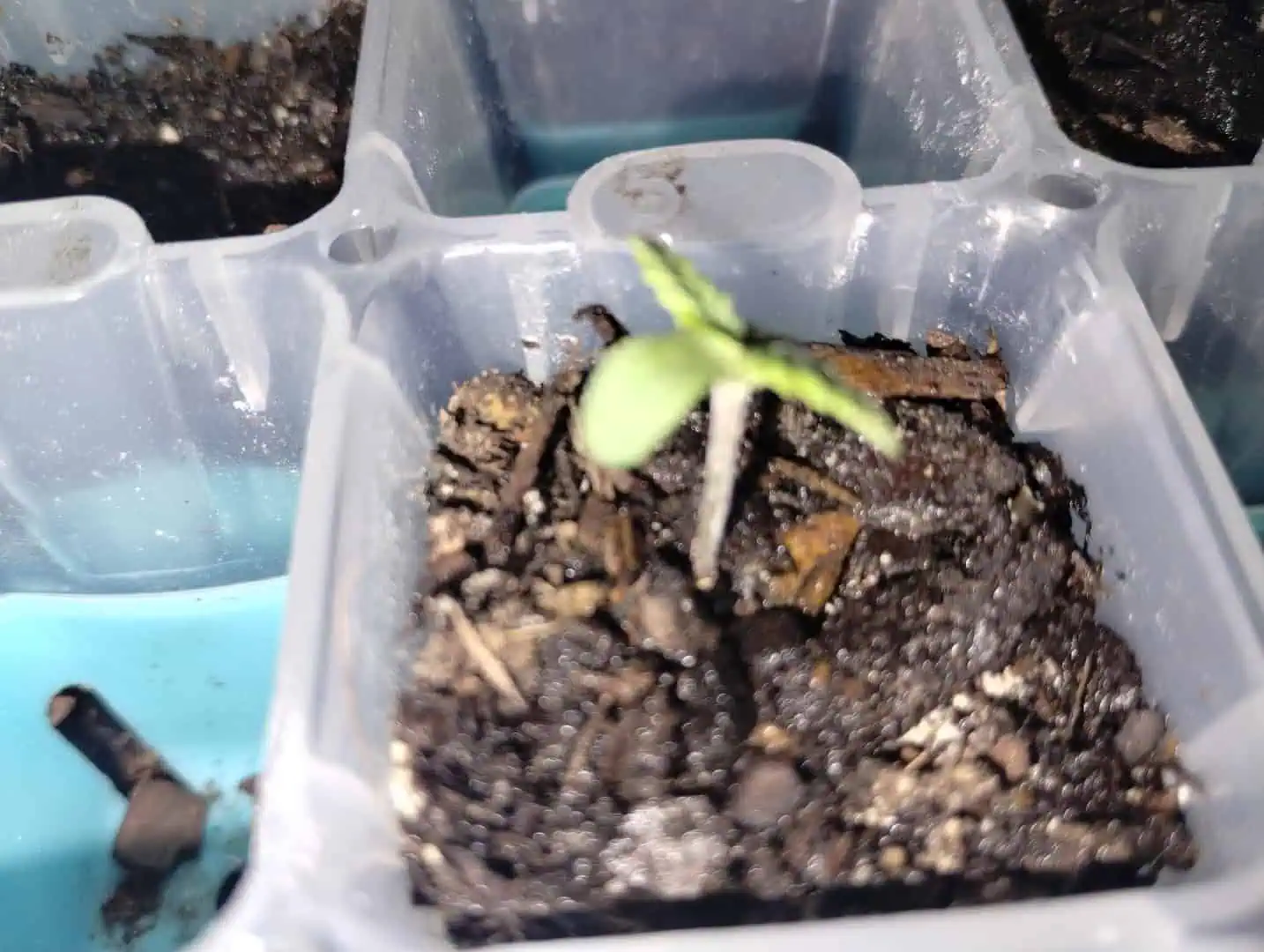 Epsilon F1 - #2 — seedling_rooting, day 15
