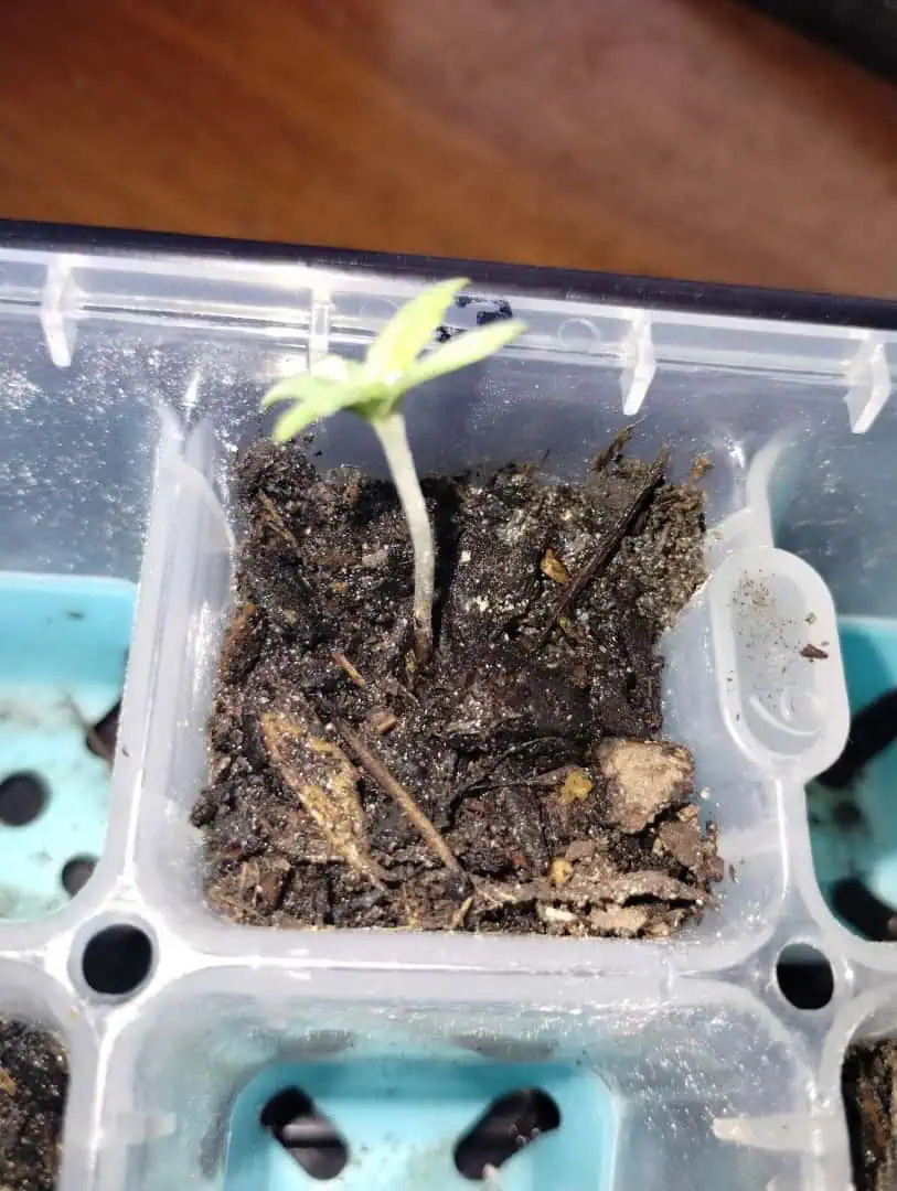watermelon A-3 — seedling_rooting, day 15