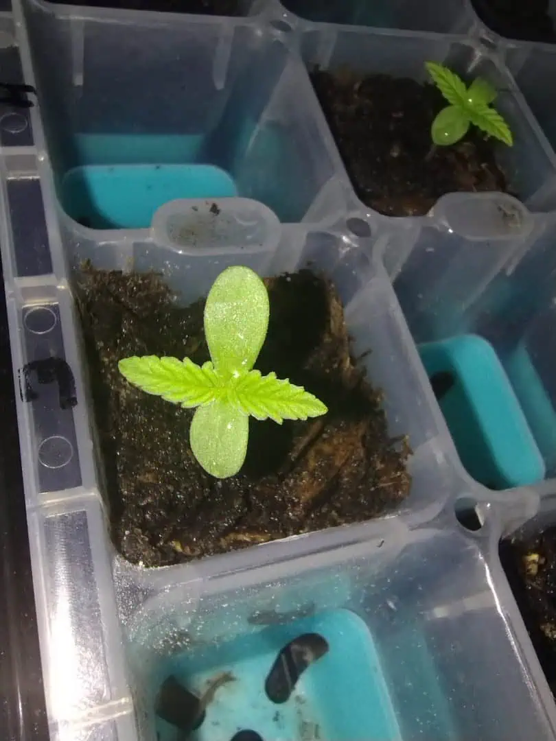 watermelon A-3 — seedling_rooting, day 15