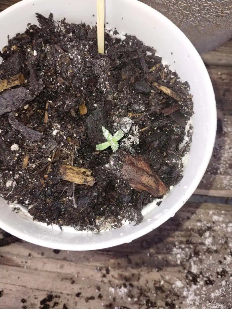 F1 HYBRID.   #1 — seedling_rooting, day 17