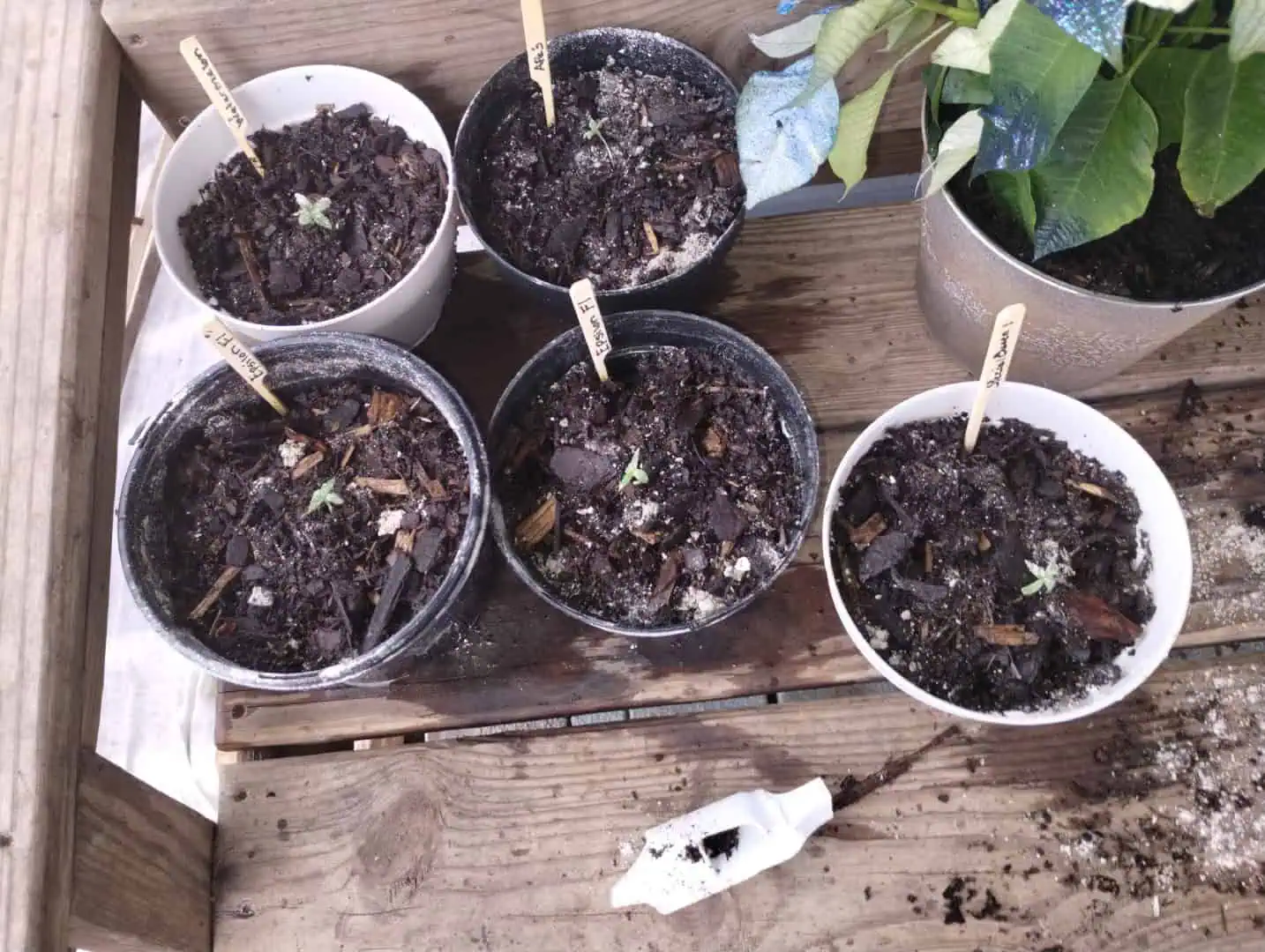 Epsilon F1 - #2 — seedling_rooting, day 17