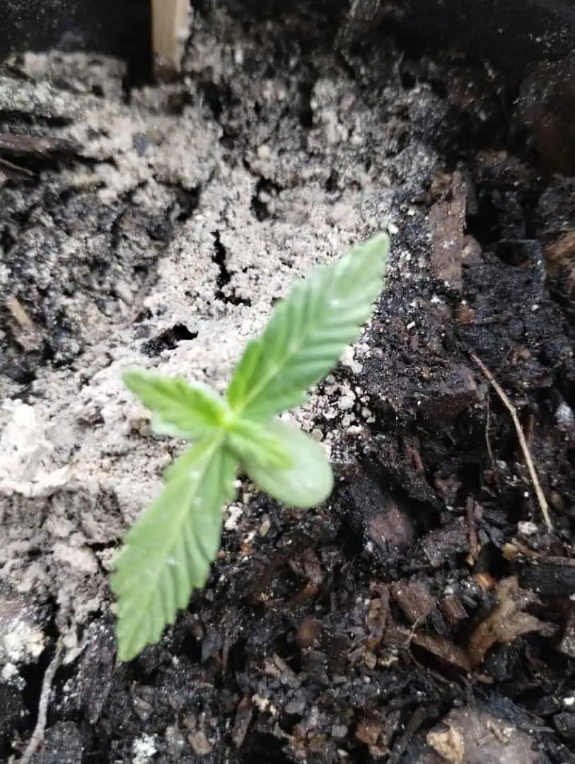 F1 HYBRID.   #1 — seedling_rooting, day 24