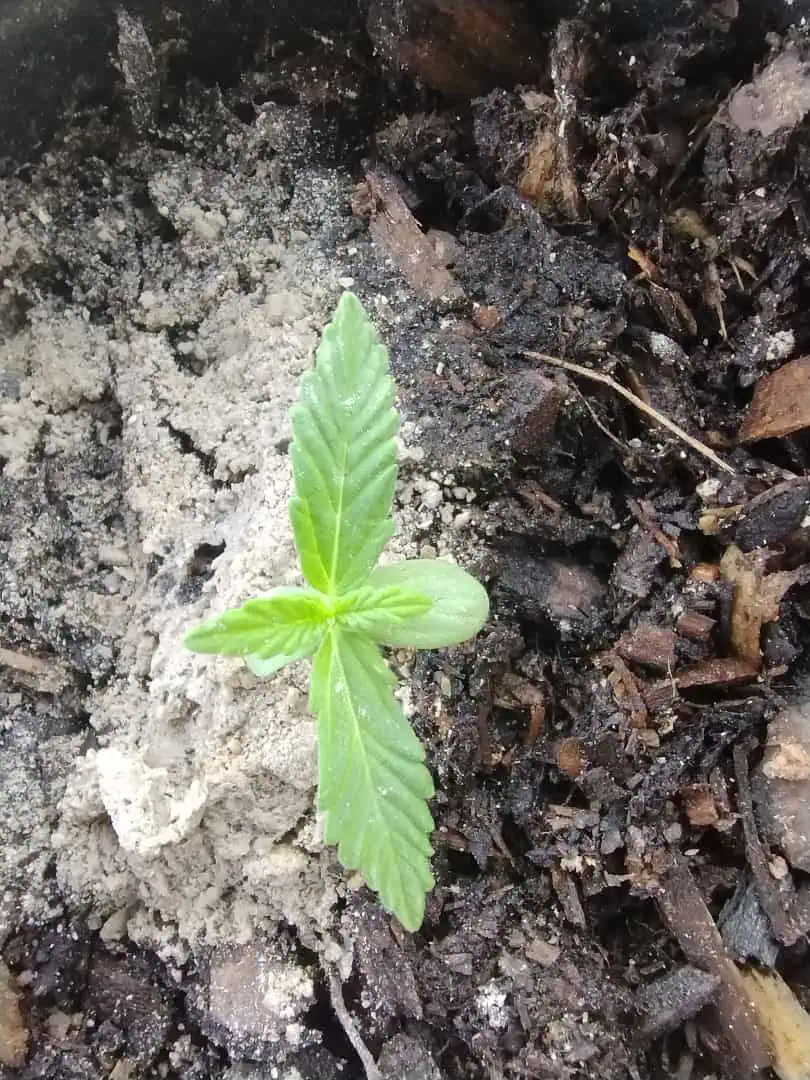 F1 HYBRID.   #1 — seedling_rooting, day 24