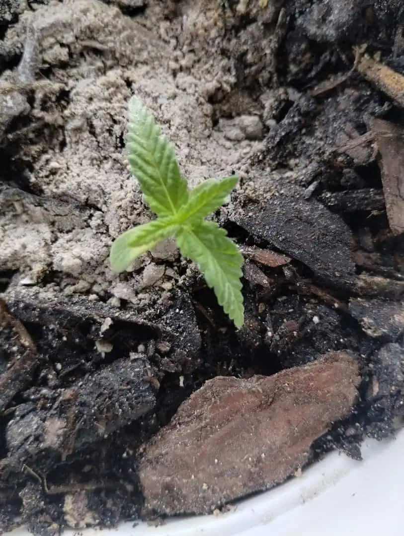Special Queen 1-  1c — seedling_rooting, day 24