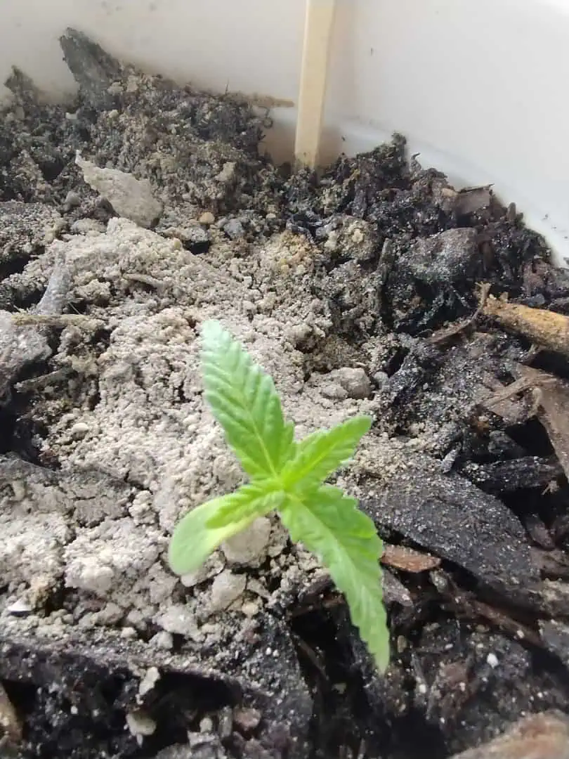 Special Queen 1-  1c — seedling_rooting, day 24