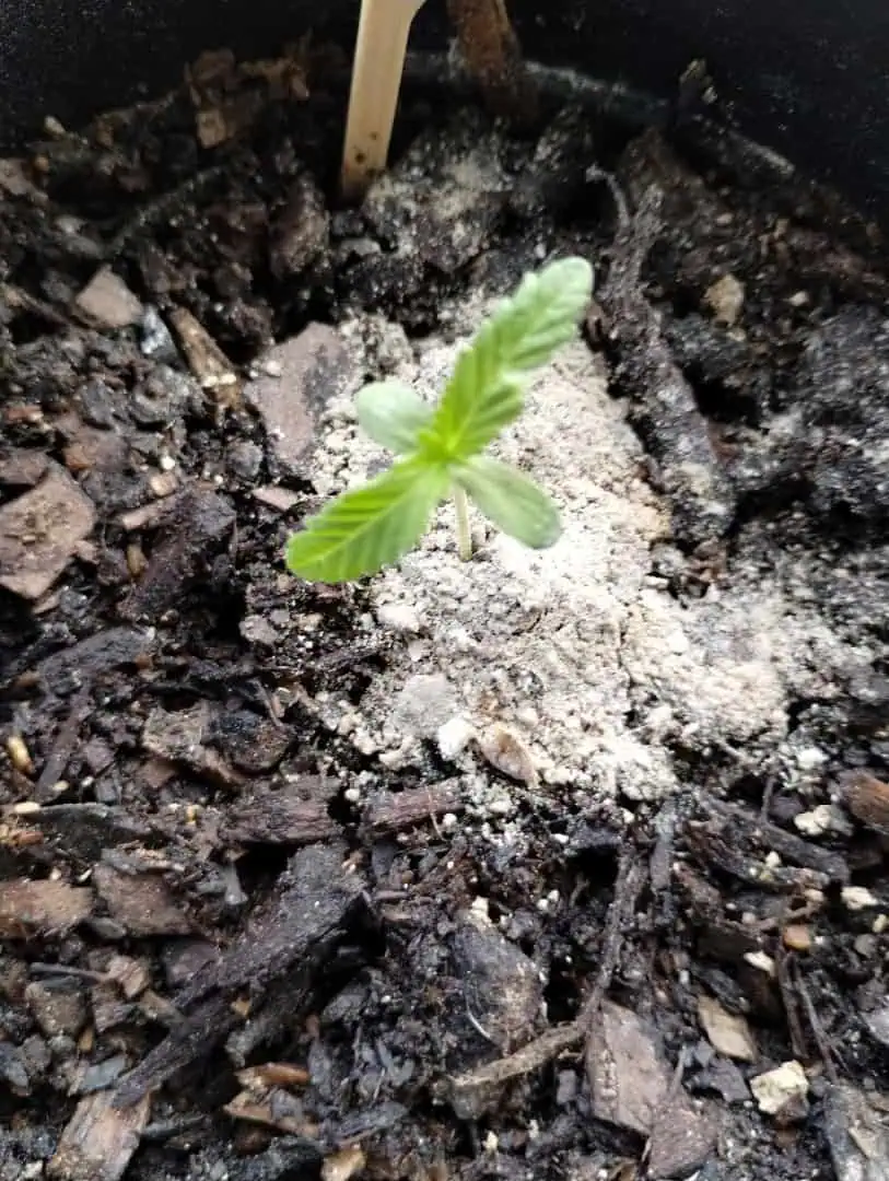 OG Kush. A5 — seedling_rooting, day 24